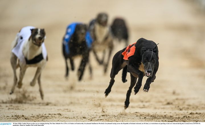 Michael Fortune Memorial Stake heats up at Enniscorthy greyhound stadium