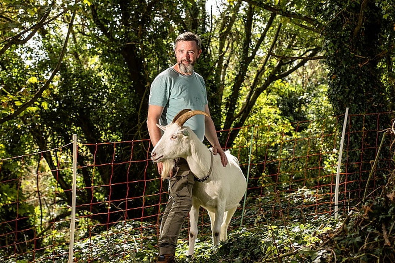 The goats trained to tackle invasive species | Irish Independent