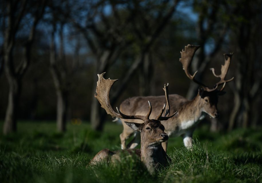 Los ciervos salvajes descansan en Phoenix Park en Dublín.  Foto: Artur Fedak/Noor Photo vía Getty Images.