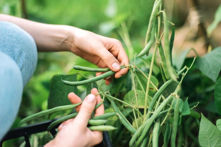 Diarmuid Gavin: Get your garden ready to bloom this summer