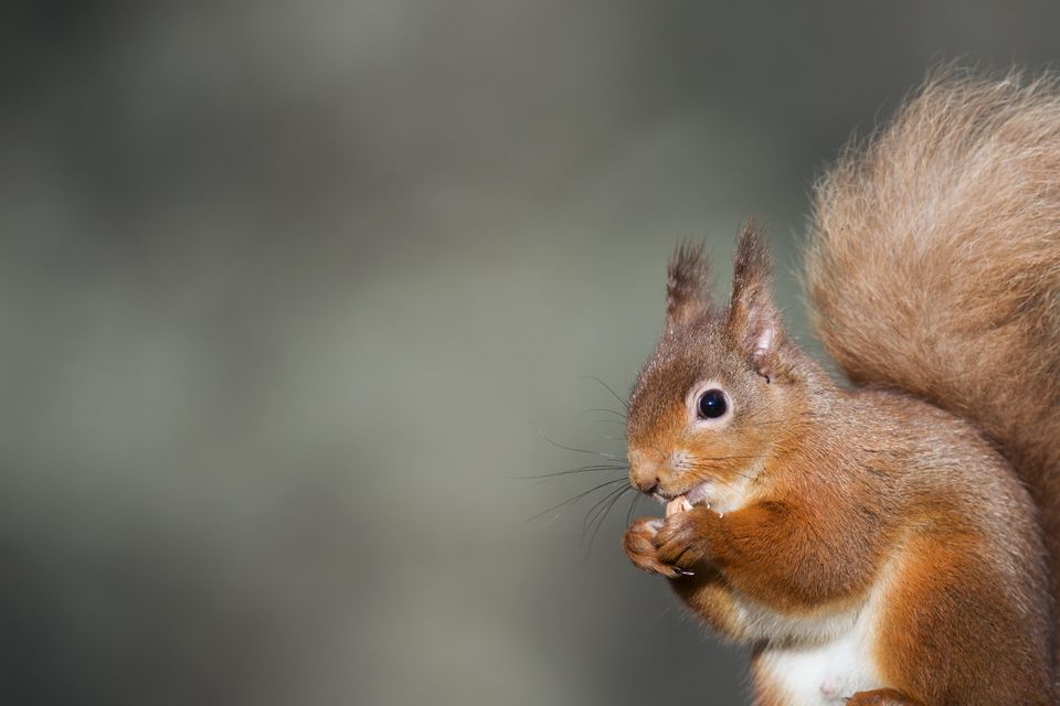 Squirrel fur was used to trim clothes during the medieval period, which helps explain how humans came in contact with the animals. Photo: Getty