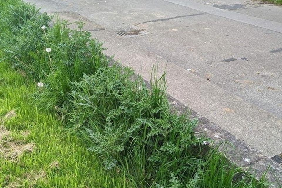 Cllr Callan would like the council to account for the poor standard of grass ciutting all over the town.
