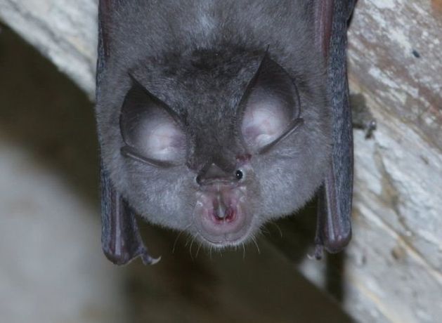 Kerry population of Ireland’s rarest bat species receives boost due to repair works in local forest