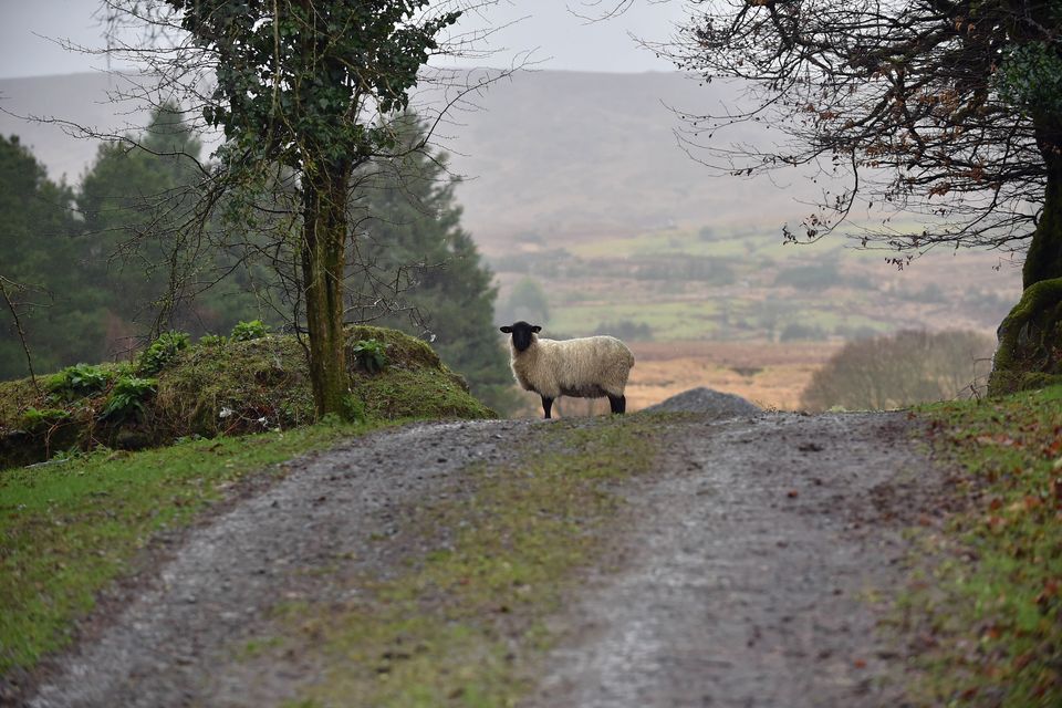 Sheep on a road.