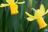 thumbnail: "I once planted up to 500 daffodils, only to be bitterly disappointed when not a single one flowered."