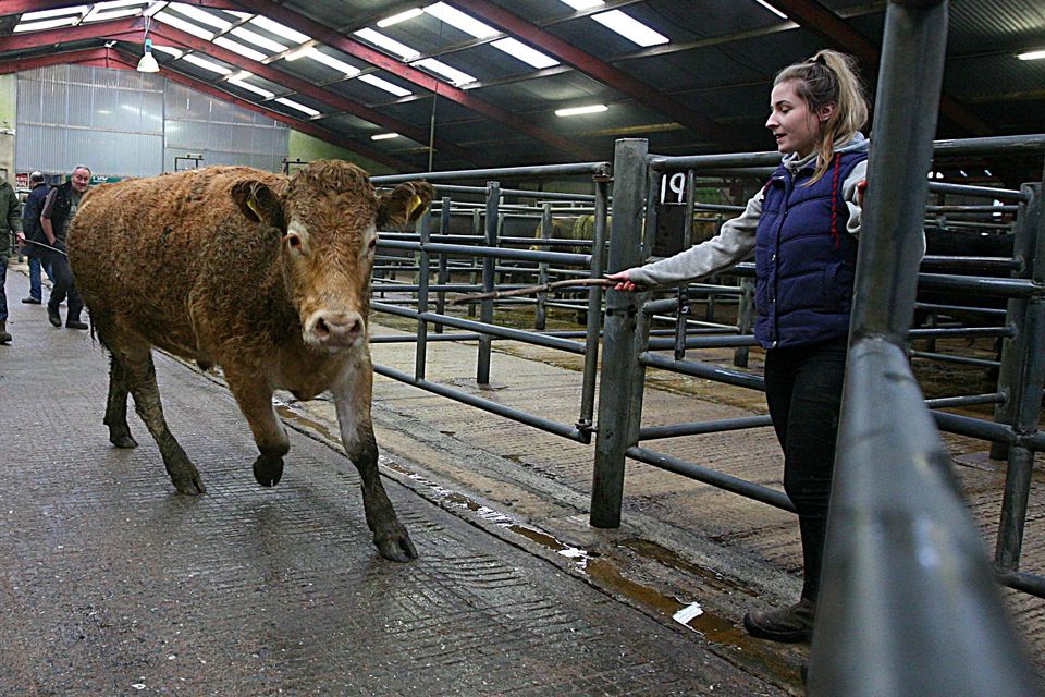 ‘While the talk is of quotes being back 5c/kg to €5.10/kg for bullocks and €5.15/kg for heifers, in reality the vast majority of this week’s kill will go through the system at last week’s prices of €5.15-5.20/kg’  Photo: Brian Farrell