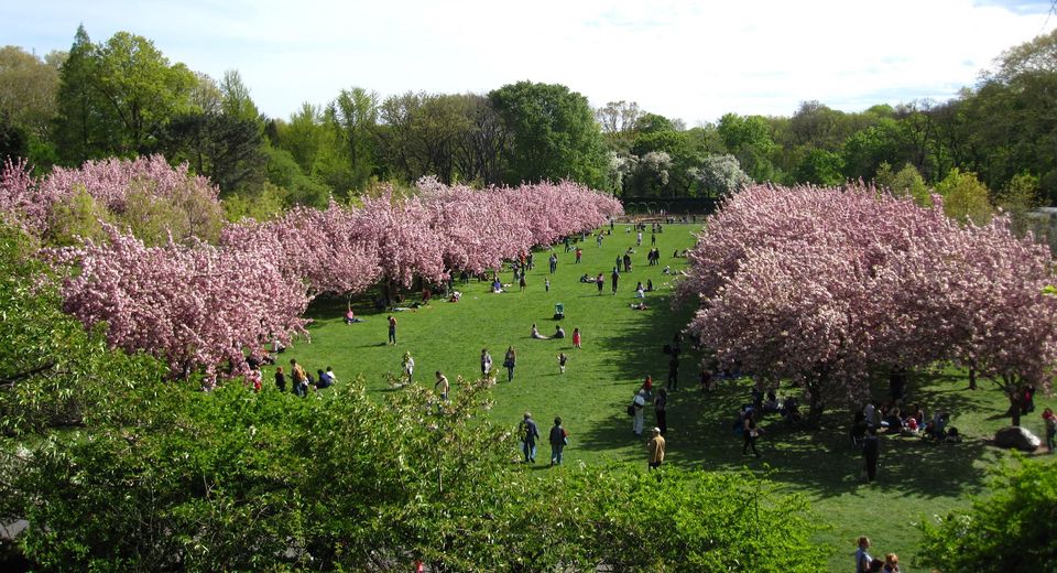 Cherry blossom in Washington DC: Photo: Rebecca Bullene