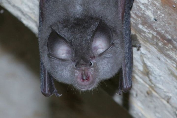 Kerry population of Ireland’s rarest bat species receives boost due to repair works in local forest