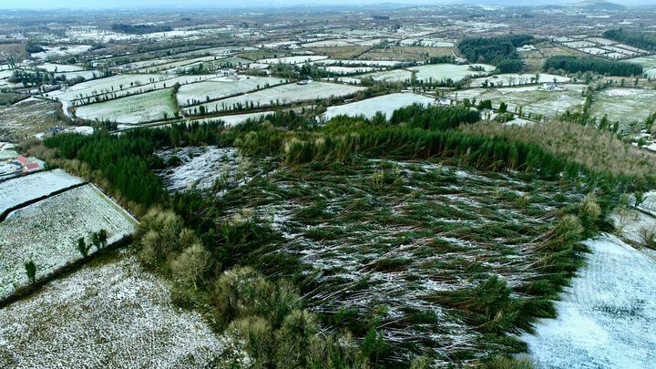 State forestry firm Coillte warns of €80m financial impact of Storm Éowyn