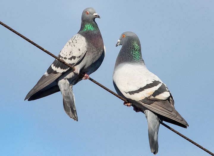 Urban birds find women scarier than men – but scientists don’t know why