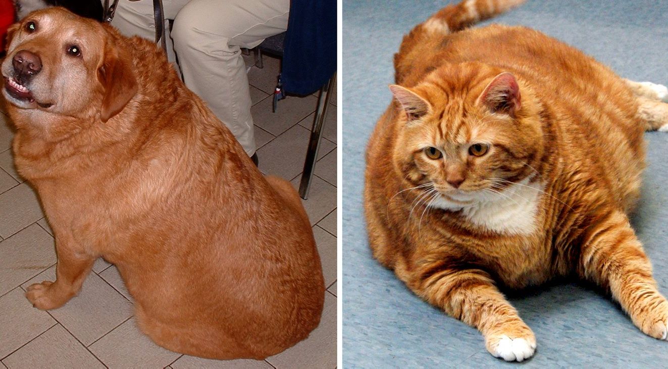 Animal charity sends weight warning after cat tips scales at 24lb – The  Irish News