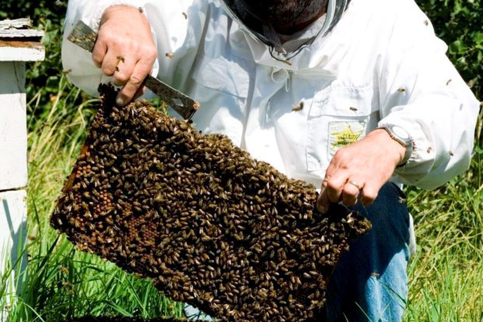 BUZZING: A colony of honey bees can contain up to 60,000 bees at its peak, with one queen bee per hive