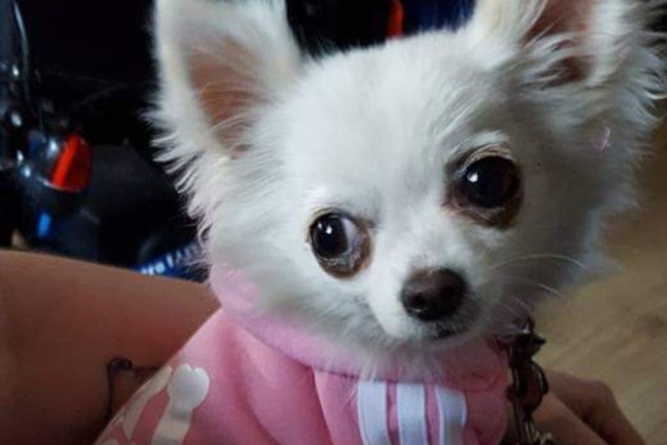Teacup Dogs: The Cute That Kills