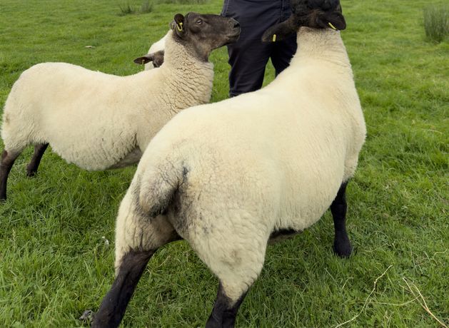 Romantic fantasy of farming is far removed from modern life in John Connell’s thought-provoking book