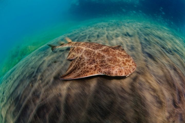 ‘Are we waiting for this species to go extinct?’ Inside the fight to save rare angel sharks off west coast of Ireland