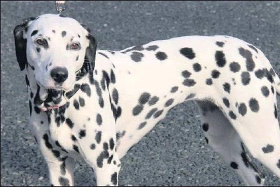 Pedigree dalmatian store