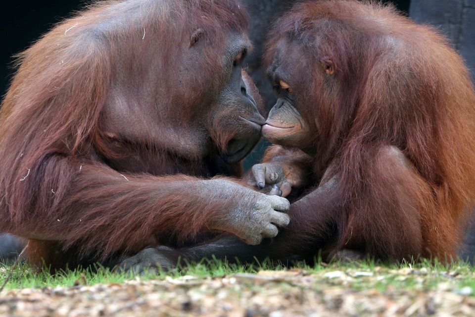 Riona (10) and Mujur (11) kiss each other at Dublin Zoo at the opening of the new Orangutan Forest Picture: Colin Keegan/Collins Dublin