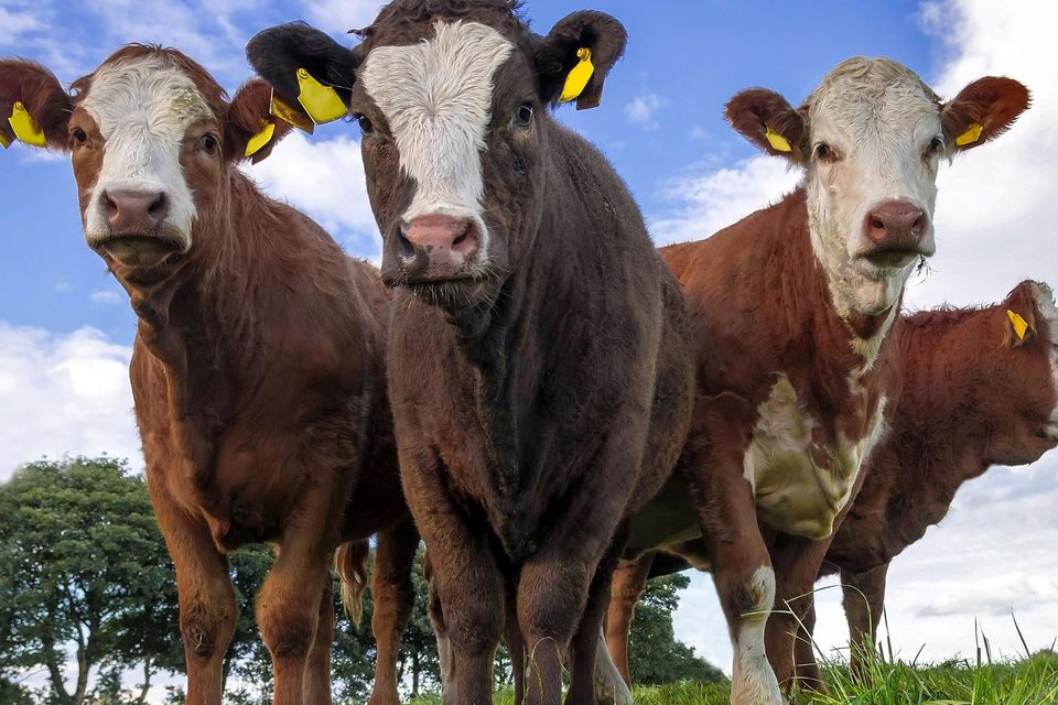 Risks: When buying heifers, it is very much ‘buyer beware’ Photo: Getty