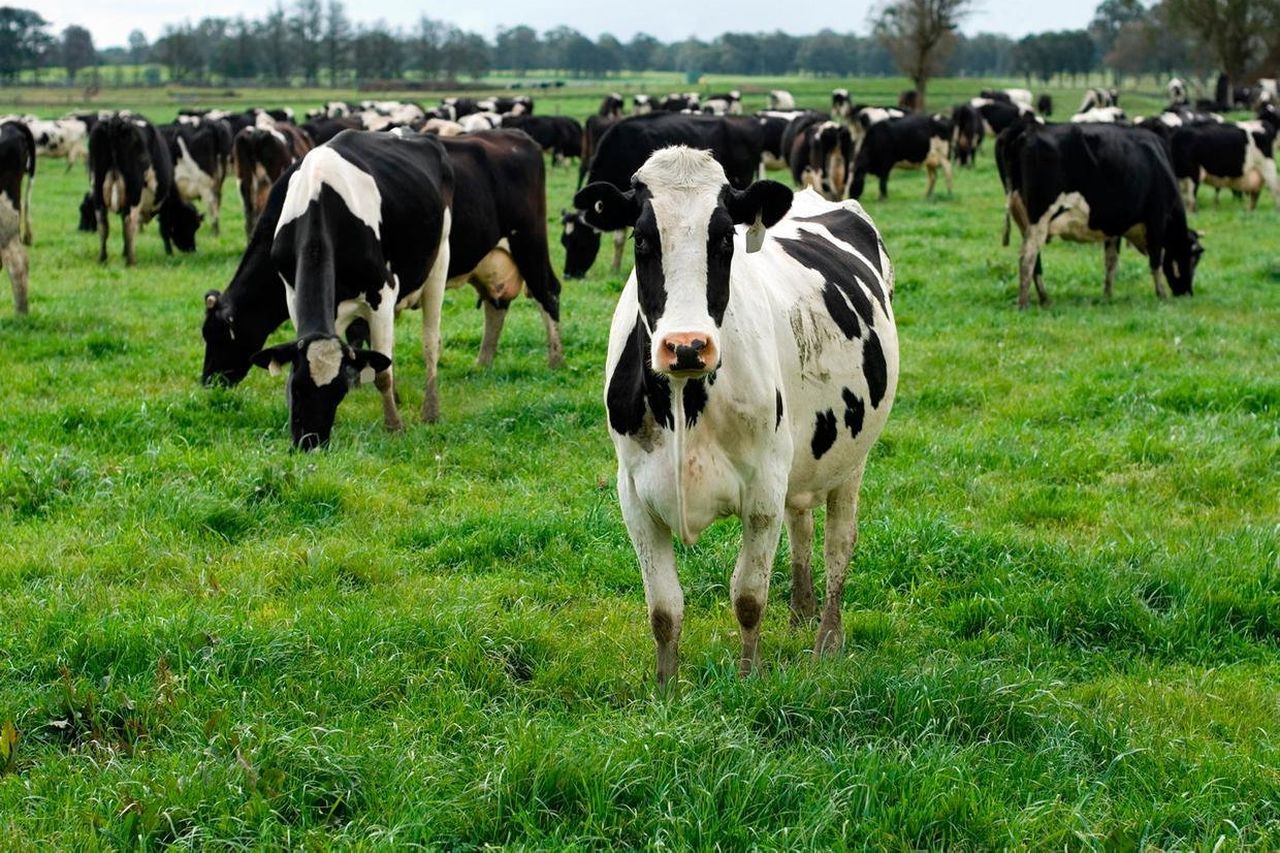 Farmers face raft of strict rules under new nitrates regulations ...