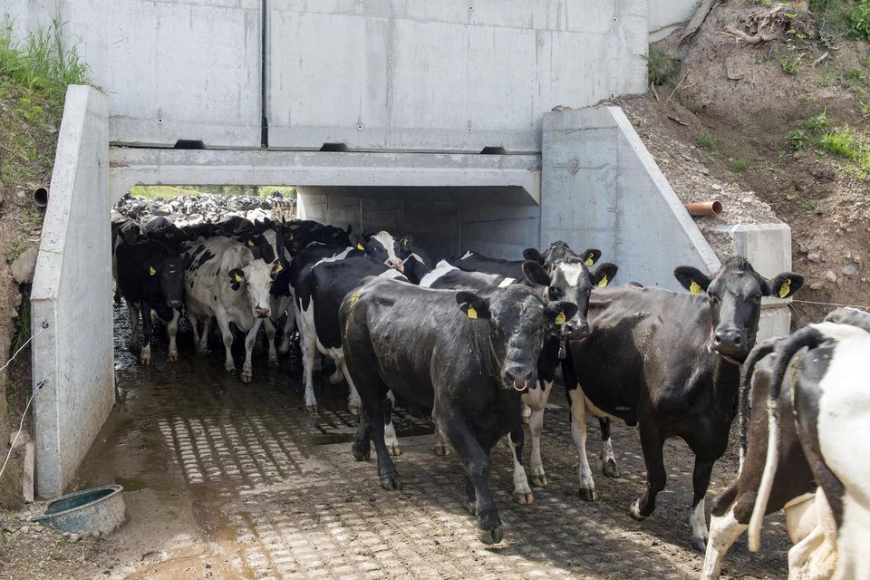 There are a number of new dairy investments under TAMS 3. Photo: Michael Mac Sweeney/Provision