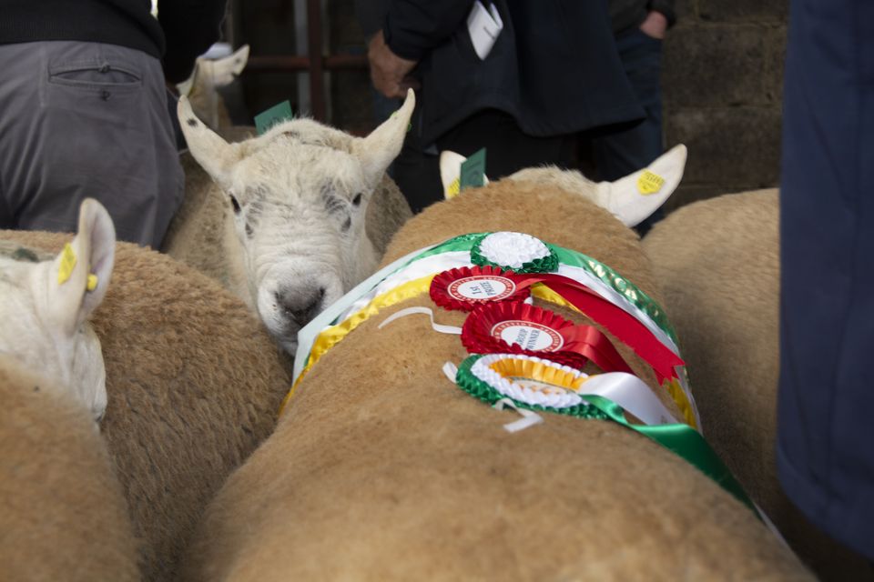 Wicklow Cheviot Sheep Breeders show and sale at Blessington Mart ...