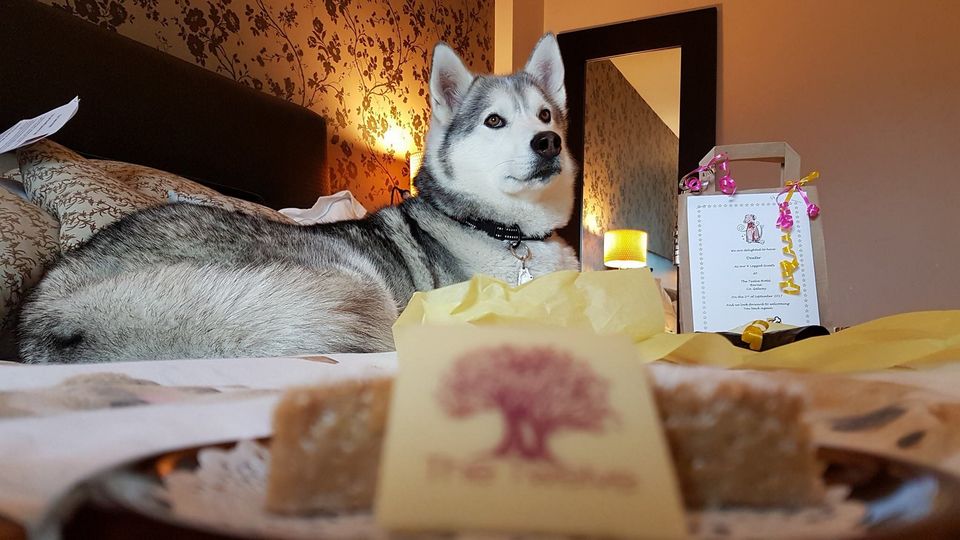 Doggy decadence: The Twelve Hotel  in Galway