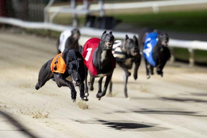 Ireland will not ban greyhound racing, despite Welsh and Scottish votes, minister says