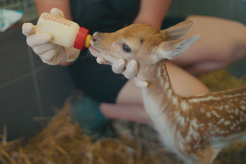 Wildlife Rescue
