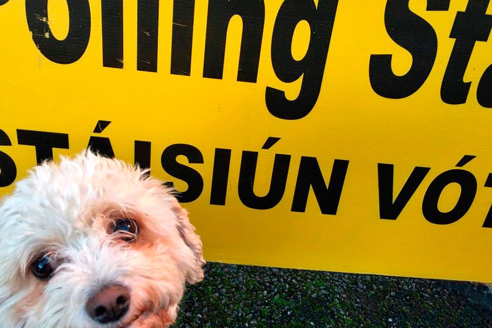 DogsAtPollingStations: Political pups - BBC News