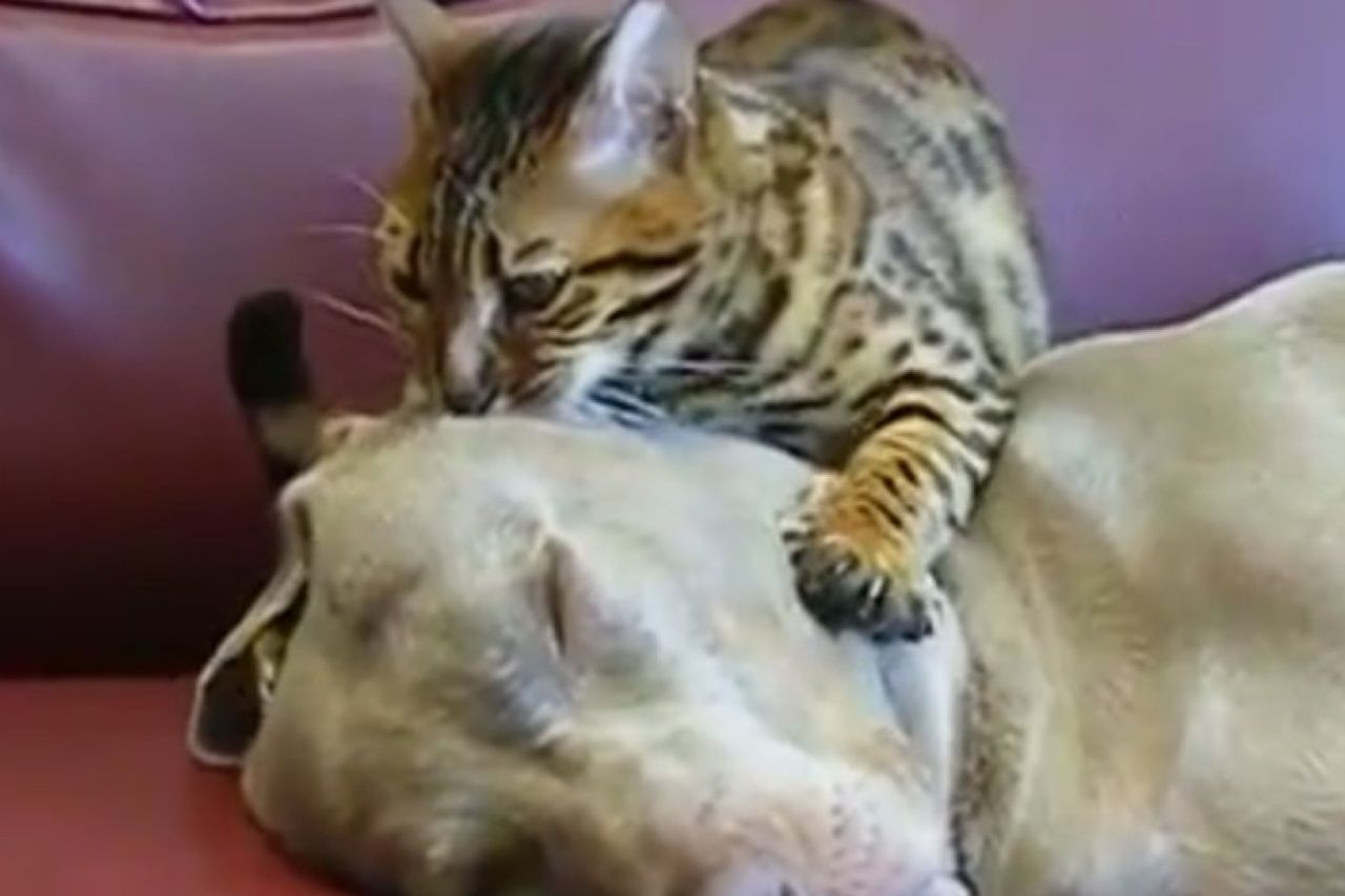 Dog Bale Sex Videos - WATCH: This video of a cat giving a dog a therapeutic massage will get you  through the work day | Independent.ie