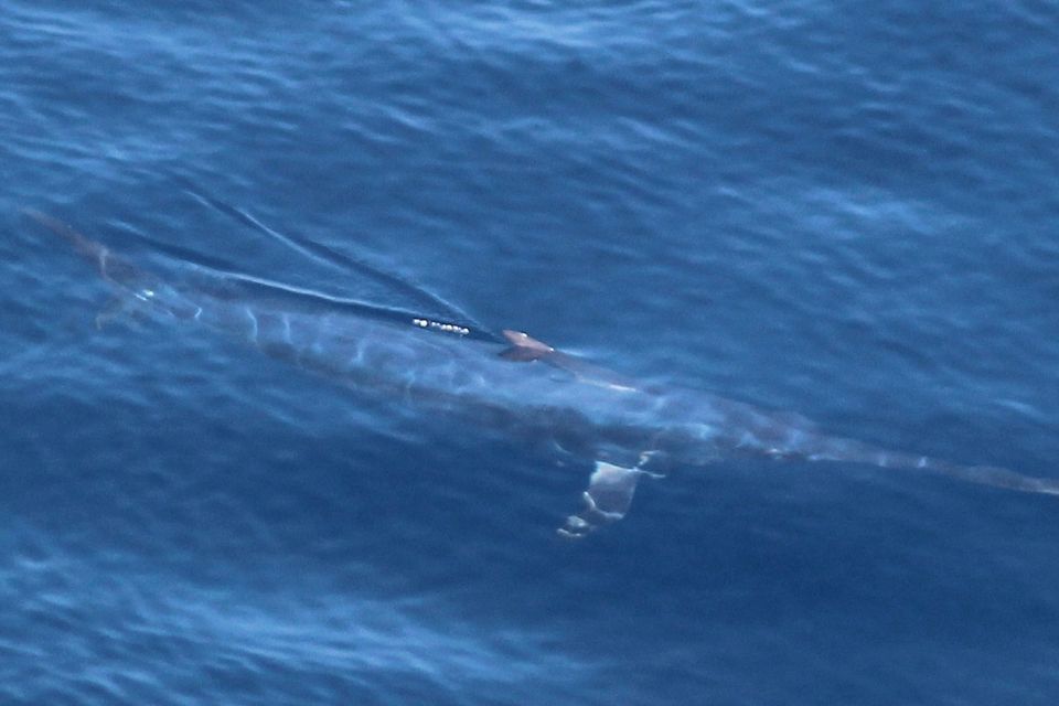 A swordfish spotted on one sailing