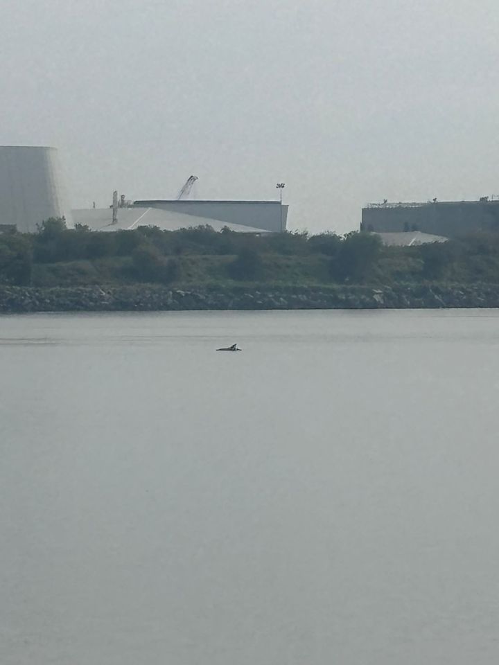 Efforts under way to rescue dolphin struggling off Dublin’s Sandymount Strand