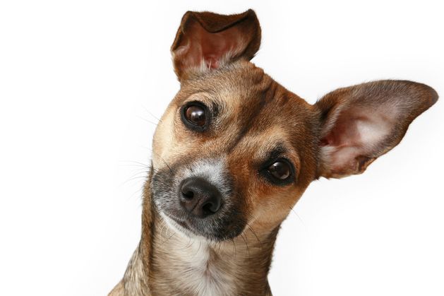 Dogs can learn words by eavesdropping on their owners