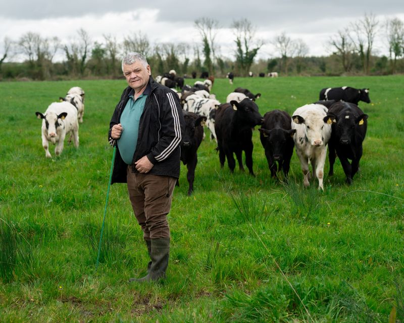 '“I had a mixture of cows and cattle, but will only buy back cattle now'