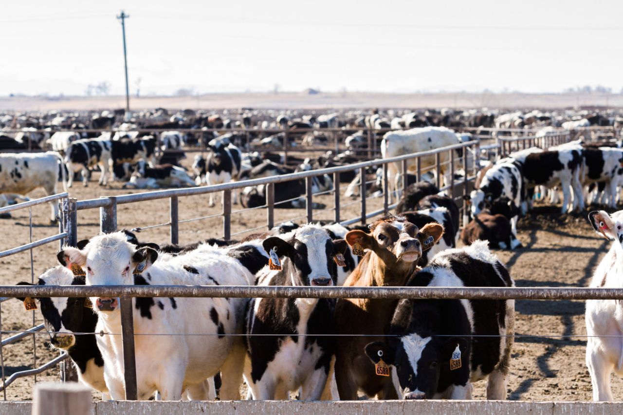 Gerry Giggins: Why visiting a US feedlot was an eye opener - both good ...