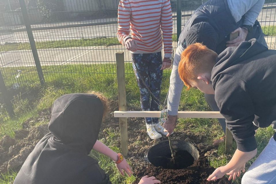 Gorey Educate Together Secondary School students planting trees.