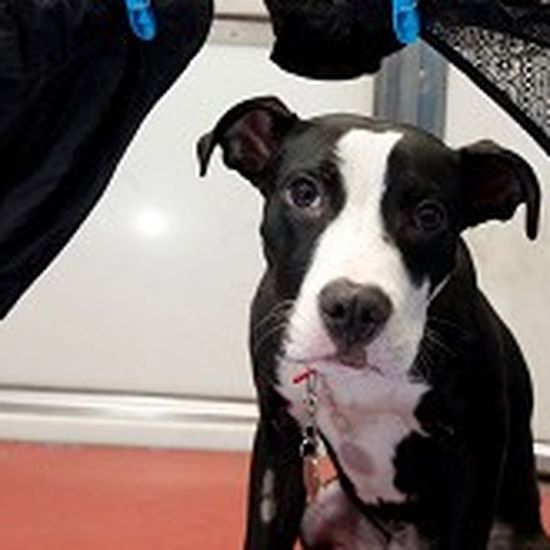 Battersea Dogs Home puppy Barney can't stop eating women's underwear
