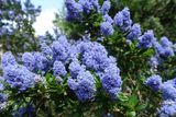 thumbnail: Ceanothus can stop traffic with its dazzling beauty in full flower