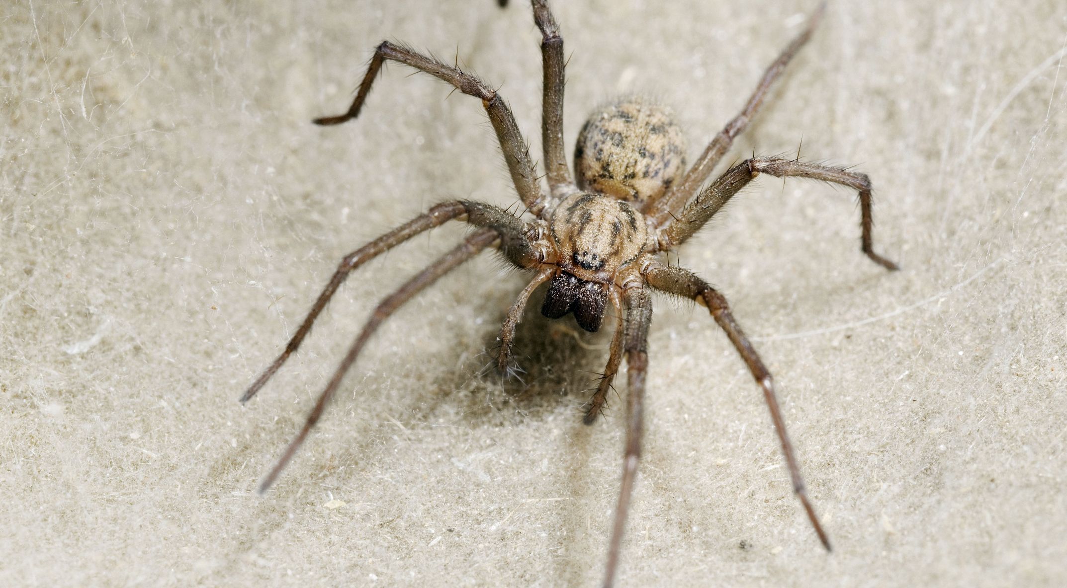 Get rid of spiders - How to stop autumn spiders