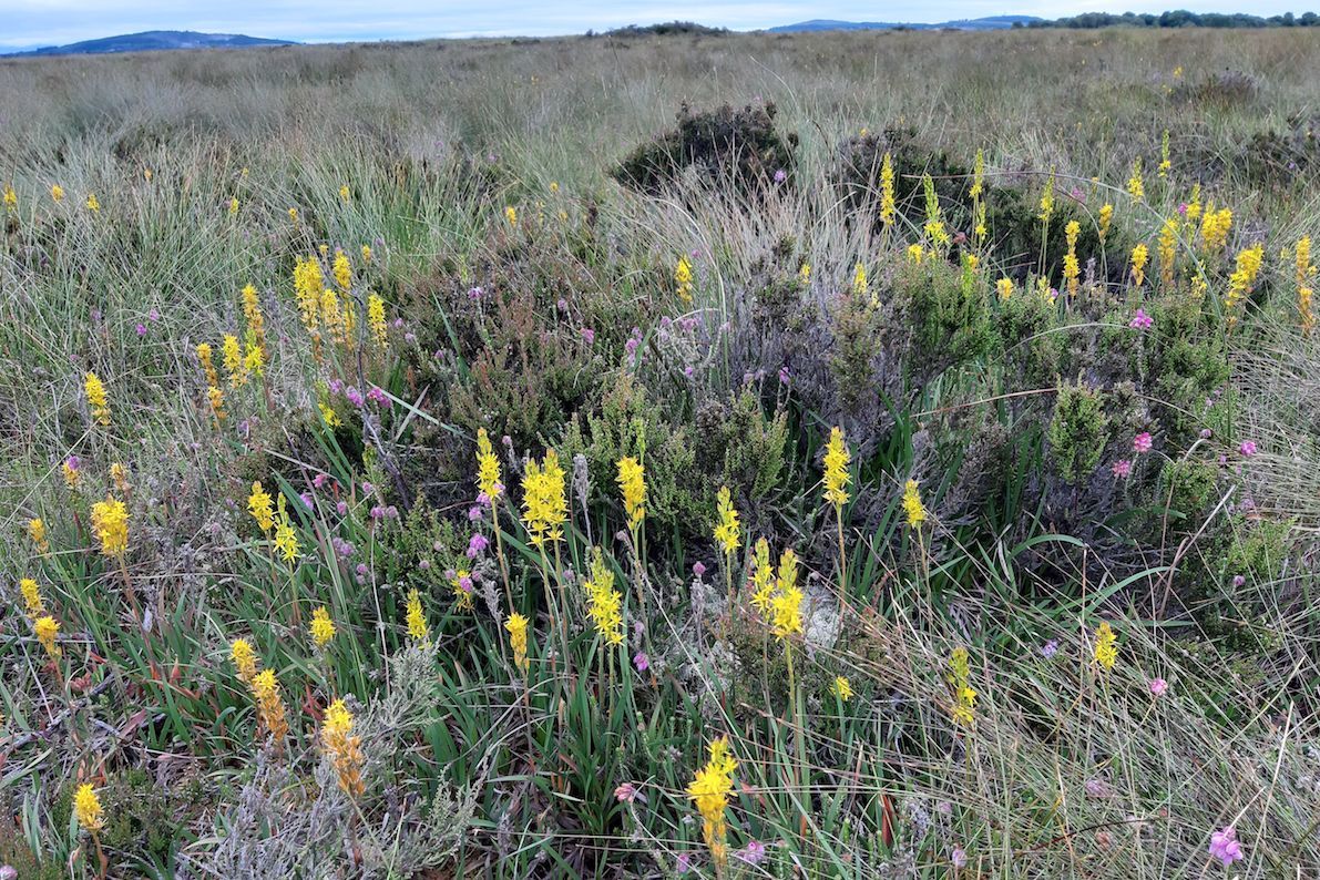 the-world-s-best-carbon-sinks-how-bogs-play-a-vital-environmental-role