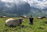 thumbnail: Gemma, and cows, on the breathtaking Via Alpina trail between Engstlenalp and Meiringen