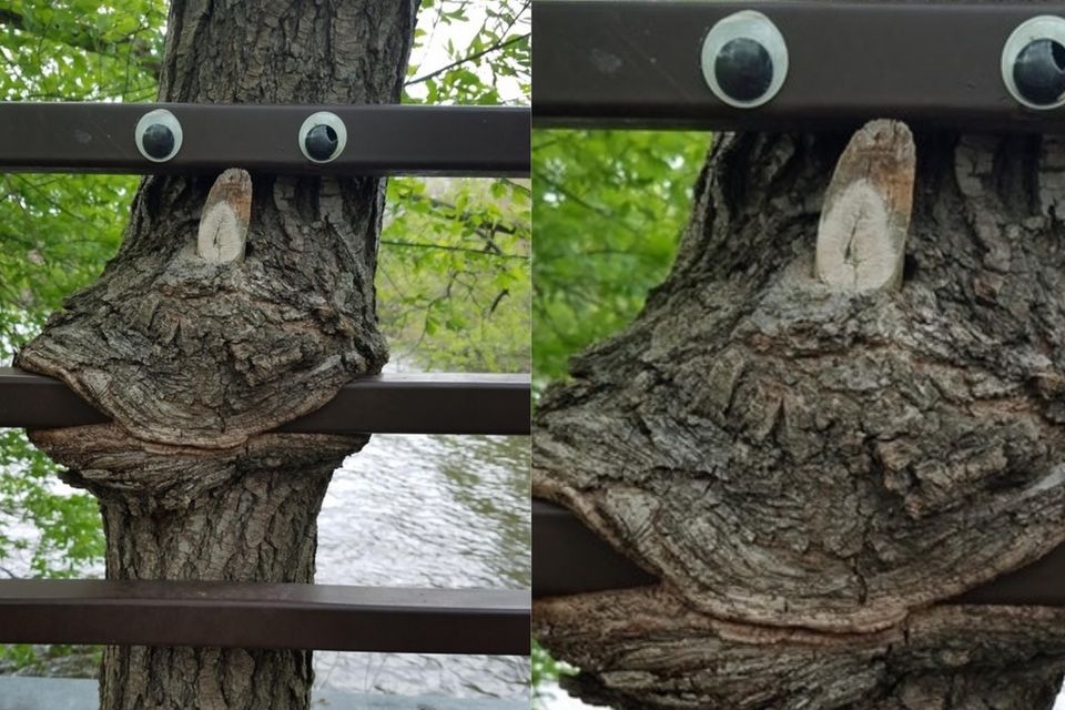 A subreddit is dedicated to trees that have melded with nearby inanimate objects (purblephoebe/Reddit)