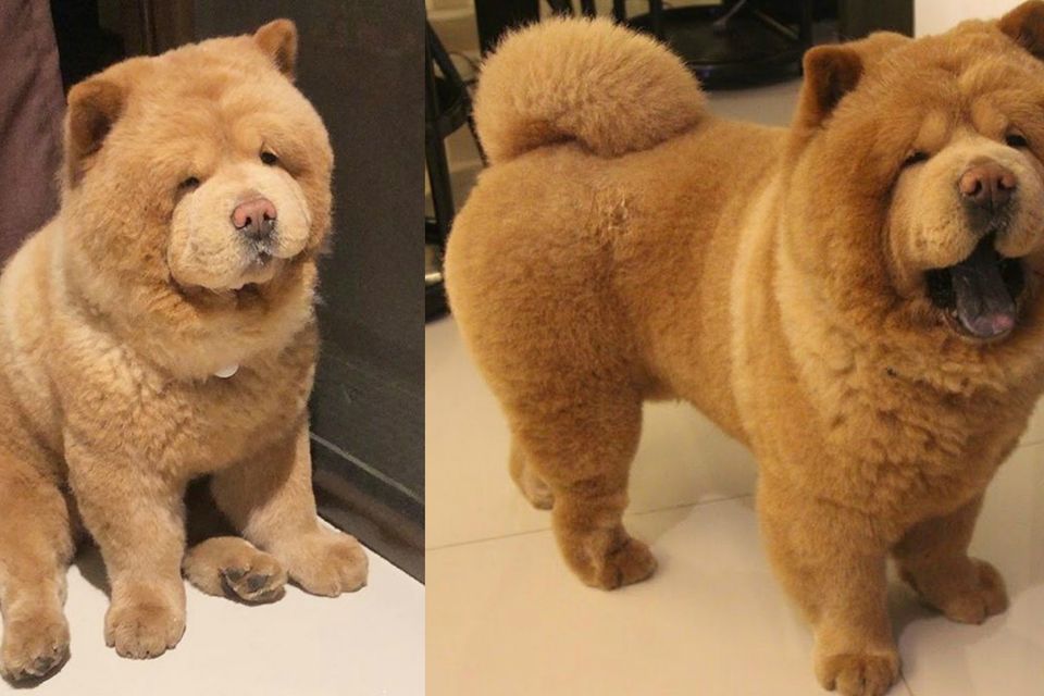 chow chow teddy bear