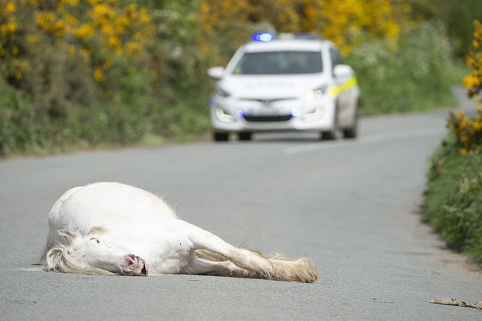 Passing motorists were shocked to find a dead horse in the middle of the road at Ballythomas on the Carnew road a few kilometres from Ferns. Pic: Jim Campbell