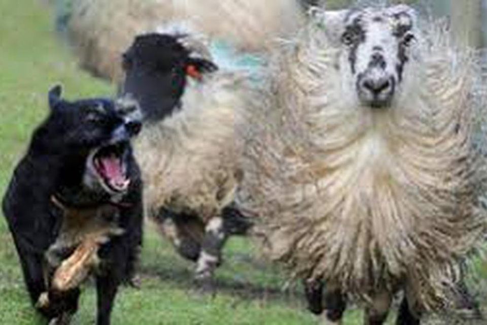 Sheep attacked by store dogs