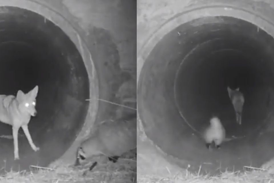 It absolutely blew us away – Coyote and badger travel together in viral  clip | Independent.ie