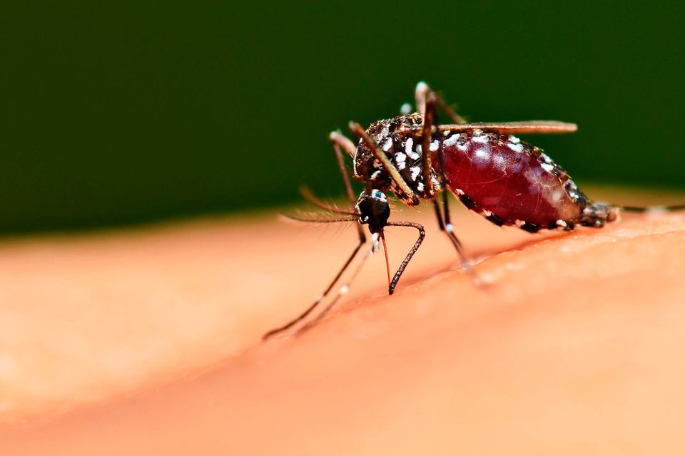 Chikungunya and dengue fever are caused by mosquito bites. Stock Image