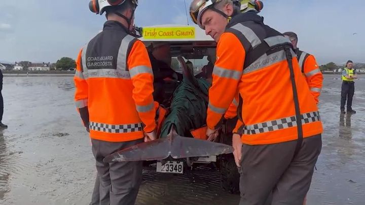 Dolphin dies after being rescued following struggles off Dublin’s Sandymount Strand