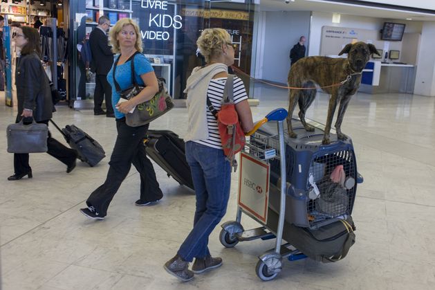 Pets can fly again as Dublin Airport opens new animal screening facility