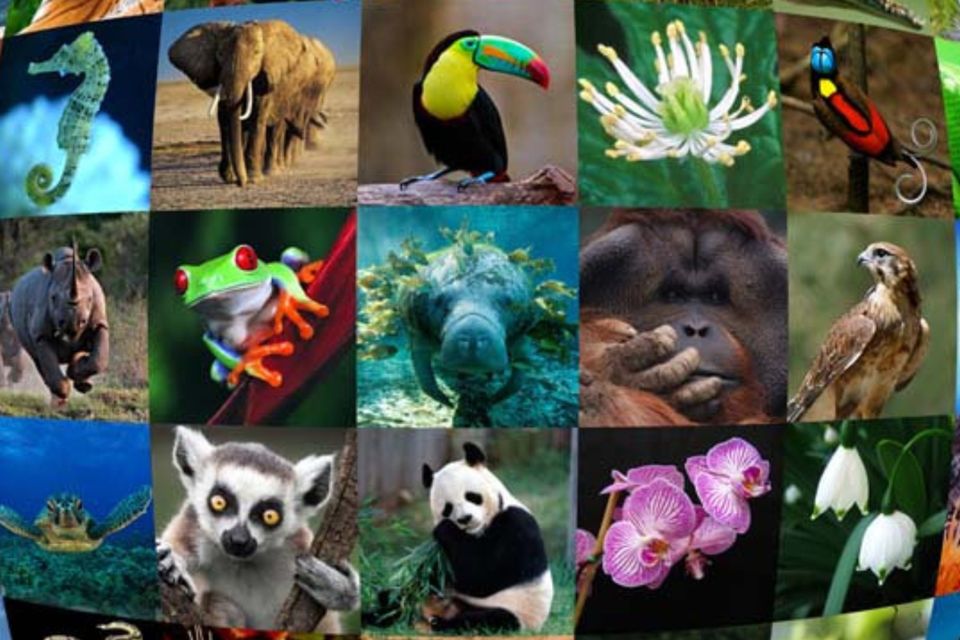 World Wildlife Day: Be the change wild animals need